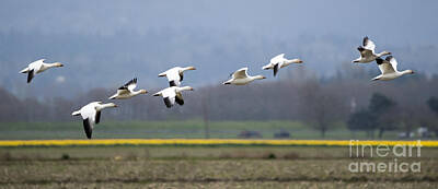 Solar System Posters - Nine Geese a Flying by Michael Dawson