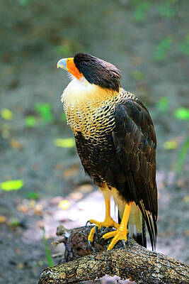 Mellow Yellow Rights Managed Images -  Northern Crested Caracara Royalty-Free Image by Chris Smith