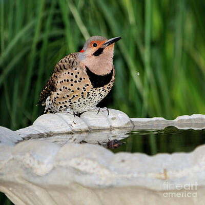 On Trend Breakfast Rights Managed Images - Northern Flicker Drinking Royalty-Free Image by Betty LaRue