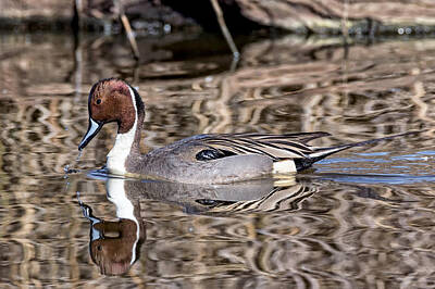 Coy Fish Michael Creese Paintings - Northern Pintail Ripples by Kathleen Bishop