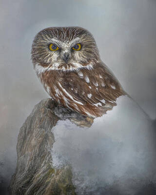 Legendary And Mythic Creatures Rights Managed Images - Northern Saw-whet Owl Portrait Royalty-Free Image by Teresa Wilson