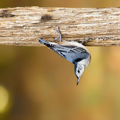 Animals Photo Royalty Free Images - Nuthatch Dropdown Royalty-Free Image by Bill and Linda Tiepelman