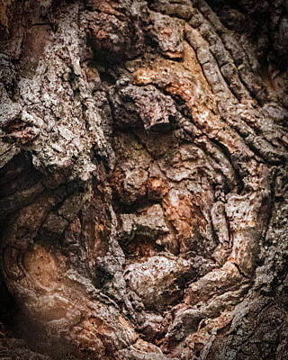 Ira Marcus Rights Managed Images - Old Man in the Tree Royalty-Free Image by Ira Marcus