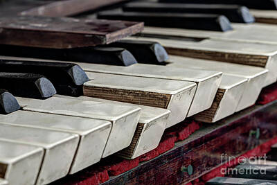 Dainty Daisies - Old organ keys by Michal Boubin