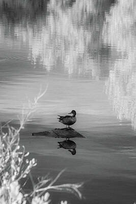 Mountain Royalty Free Images - On Reflection Pond Royalty-Free Image by Bret Gardner