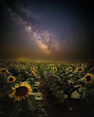 Sunflowers Photos - One In A Million  by Aaron J Groen