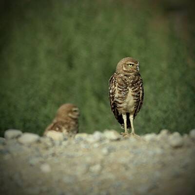 Snails And Slugs - one is the showdown, Burrowing Owl, Athene cunicularia by Renee Sinatra