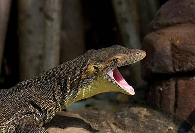 Reptiles Photos - Open Wide by Michael Dawson
