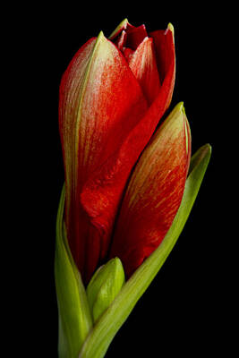 James Bo Insogna Royalty-Free and Rights-Managed Images - Orange Amaryllis Bloom by James BO Insogna