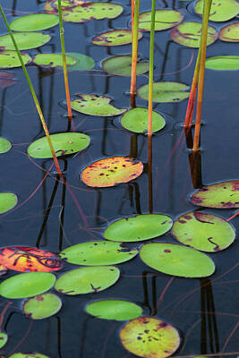 Lilies Royalty-Free and Rights-Managed Images - Orange and Green Water Lily Pads  by Juergen Roth