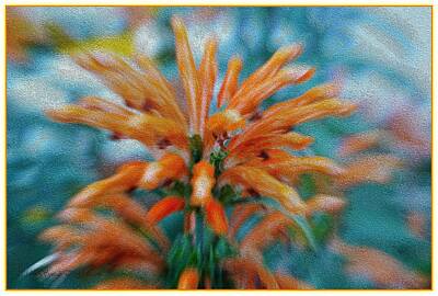 Floral Digital Art - Orange Floral burst by Sonali Gangane