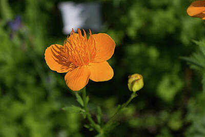 Little Mosters - Orange Flower by Wade Robert