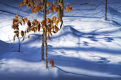 Stellar Interstellar - Orange Leaves in the Winter Snow by Randall Nyhof
