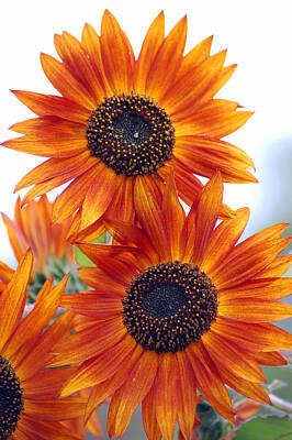 Sunflowers Royalty-Free and Rights-Managed Images - Orange Sunflower 2 by Amy Fose