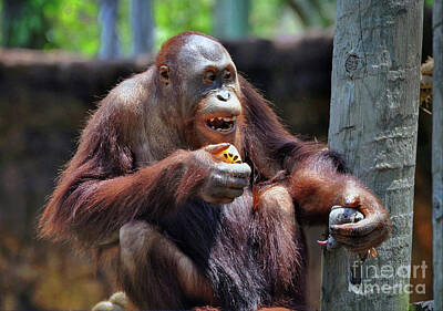 Modigliani - Orangutan  by Savannah Gibbs