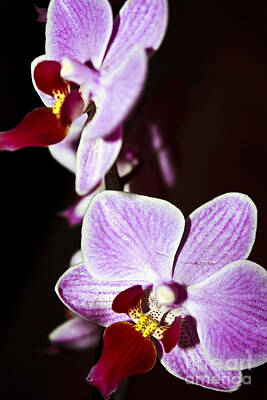 Tying The Knot Rights Managed Images - Orchid Royalty-Free Image by Dan Radi