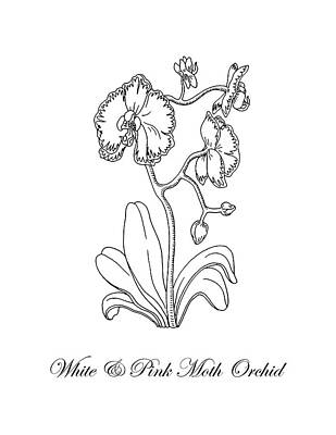 Florals Drawings - Orchid Flower Botanical Drawing Black And White by Irina Sztukowski