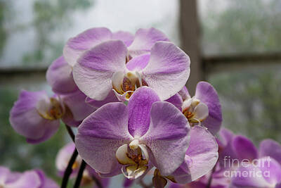 Namaste With Pixels - Orchid Number 25 by Kevin Gladwell