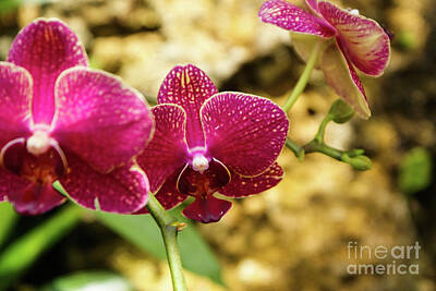 Amy Weiss - Orchid Number 9 by Kevin Gladwell