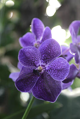 National Geographic Royalty Free Images - Orchid purple Royalty-Free Image by Dwight Cook