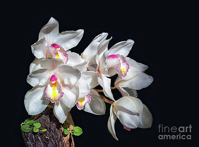 The Bunsen Burner Rights Managed Images - Orchids Royalty-Free Image by Lynn Bolt