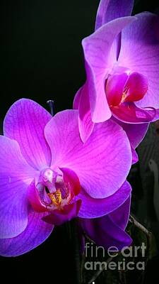 Temples Royalty Free Images - Orchids Royalty-Free Image by Marlene Williams