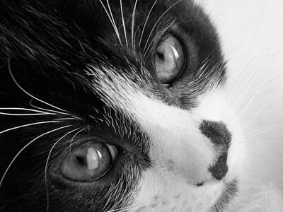 Winter Animals - Oreo in Black and White by Sarah Barba