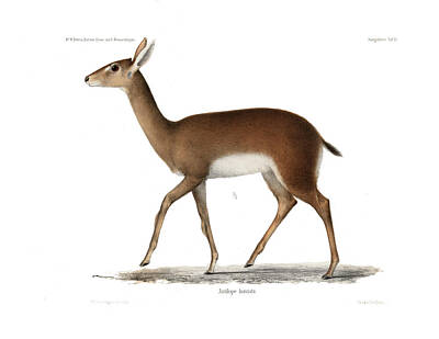 Vintage Signs - Oribi, a small African Antelope by J D L Franz Wagner