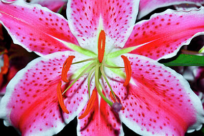 Recently Sold - Crystal Wightman Rights Managed Images - Oriental Lily Royalty-Free Image by Crystal Wightman