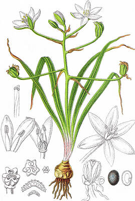 Lilies Drawings - Ornithogalum umbellatum, Star-of-Bethlehem, grass lily, nap-at-n by Bildagentur-online