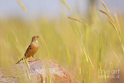 Fromage - Ortolan Bunting Emberiza hortulana by Alon Meir