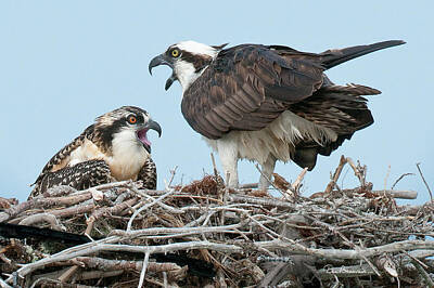 Dan Beauvais Royalty-Free and Rights-Managed Images - Osprey Alarm 5137 by Dan Beauvais