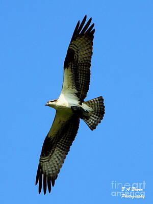 Lucille Ball Royalty Free Images - Osprey carrying a fish Royalty-Free Image by Barbara Bowen