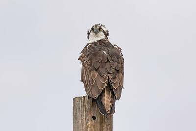 Everett Collection Royalty Free Images - Osprey Stares Into the Distance Royalty-Free Image by Tony Hake