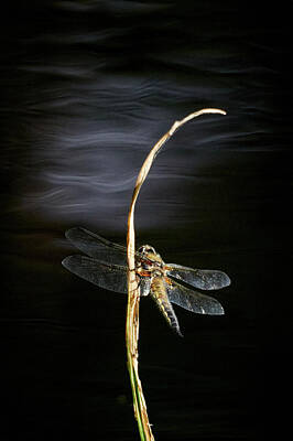 Laundry Room Signs - Over the dark waters. Four-spotted chaser by Jouko Lehto