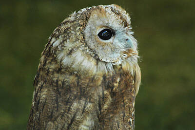 Birds Photos - Owl by David Stasiak