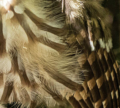 The Beatles - Owl Feathers Up Close and Personal by Spencer Studios