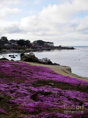 Beach Royalty-Free and Rights-Managed Images - Pacific Grove in May by Rachel Morrison
