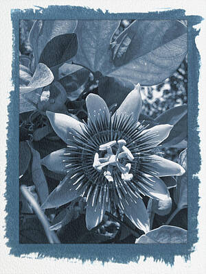 Vintage State Flags - Painted Cyanotype Passion Flower 1 by Aimee L Maher ALM GALLERY