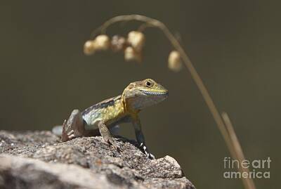 Reptiles Photos - Painted Dragon by Bill Robinson