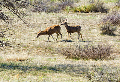 Steven Krull Royalty-Free and Rights-Managed Images - Pair of Mule Deer Grazing at Chatfield by Steven Krull