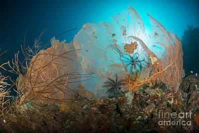 Lilies Royalty-Free and Rights-Managed Images - Pair Of Orange Gorgonian Sea Fan by Mathieu Meur