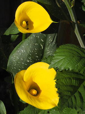 Featured Tapestry Designs -  Pair of Yellow Calla Lilies by Richard Thomas