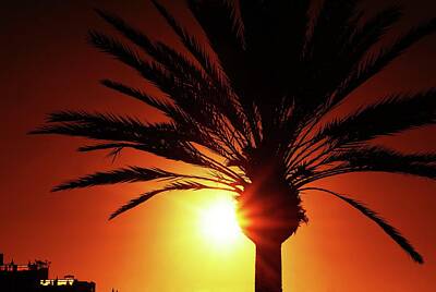 Longhorn Paintings - Palm at sunset by Hamik ArtS