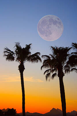 Vintage Signs - Palm Tree Full Moon Sunset by James BO Insogna