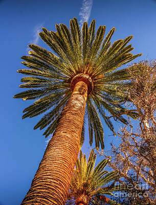 Ethereal - Mexican Fan Palm Tree by Robert Alsop