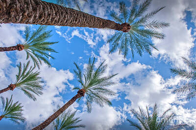 Vintage College Subway Signs - Palm Trees Sky beautiful Clouds by David Zanzinger
