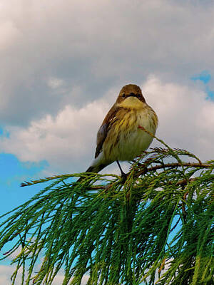 Andy Fisher Test Collection - Palm Warbler Portrait Tree Blue Sky by Jill Nightingale