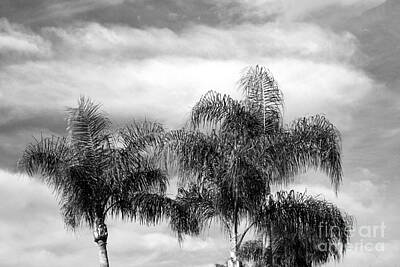 Nighttime Street Photography Rights Managed Images - Palms in the Clouds Royalty-Free Image by Robert Wilder Jr