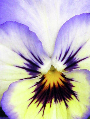 Floral Photos - Pansy 01 - Thoughts of You by Pamela Critchlow